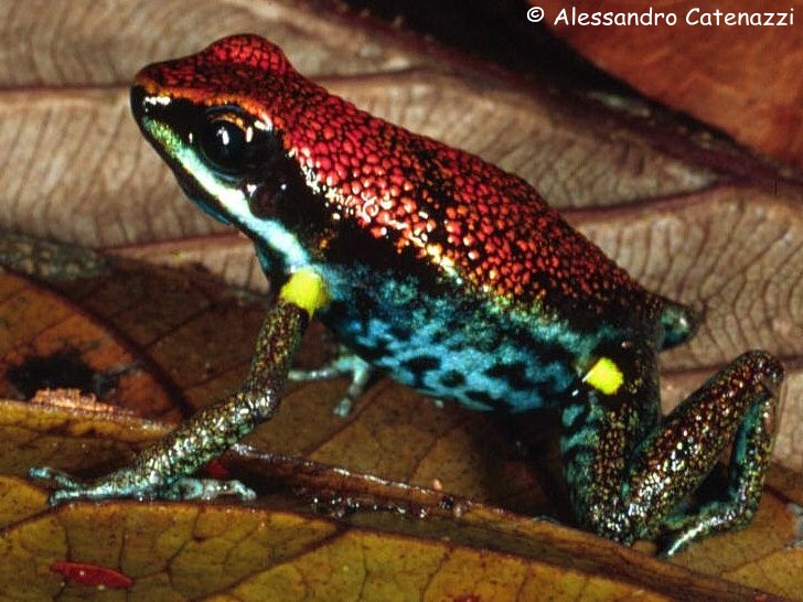 Allobates zaparo Information, photos, links