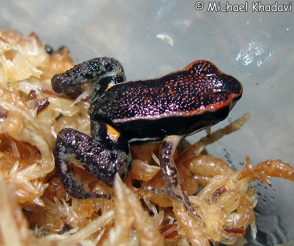 Allobates zaparo Information, photos, links