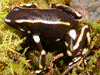 Dendrobates truncatus