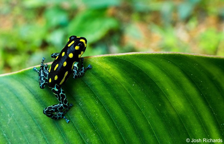 Ranitomeya Vanzolinii | Information, Pictures, Call, Habitat, Video