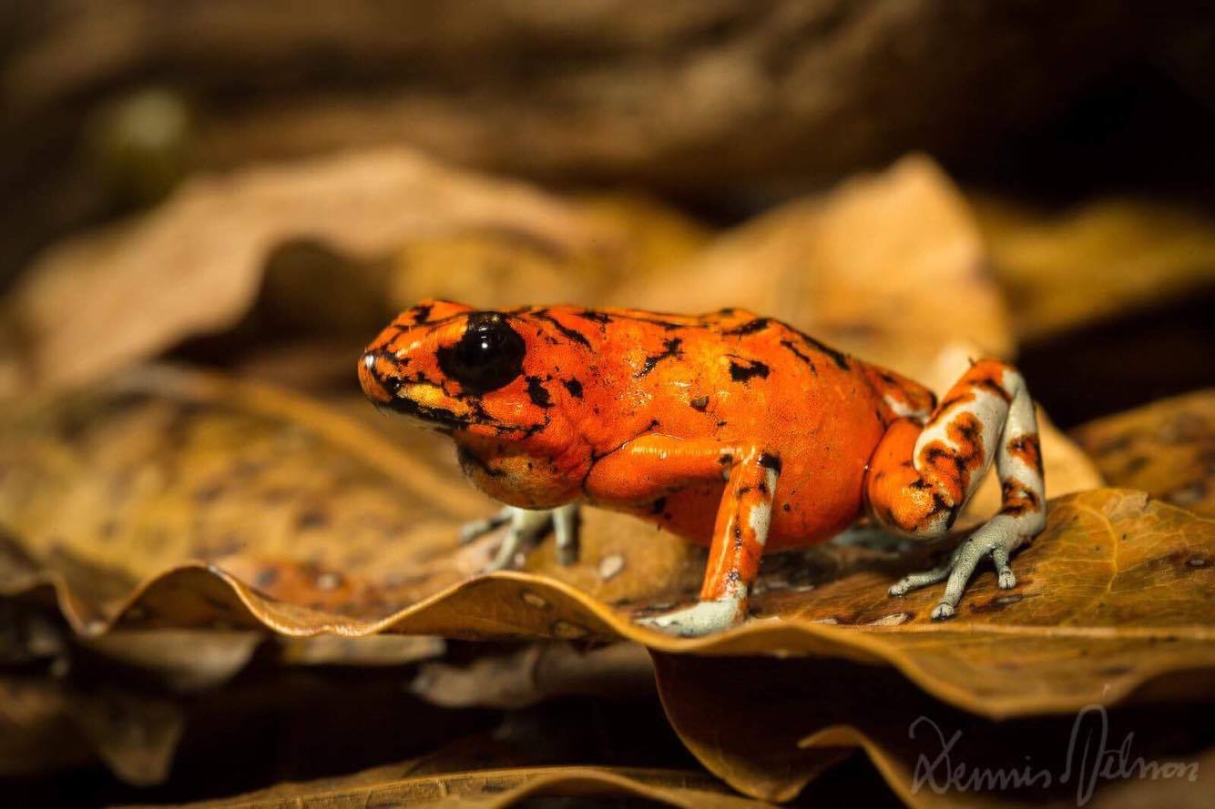Oophaga sylvatica more photos
