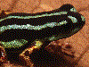 Ranitomeya aquamarina
