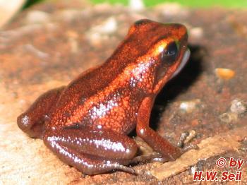 Minyobates steyermarki Information, photos, call, links