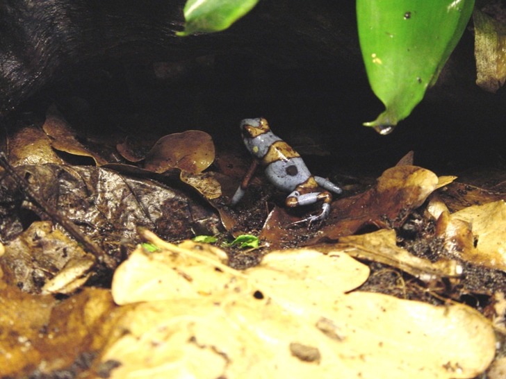 Oophaga Histrionica Information Photos Call Links