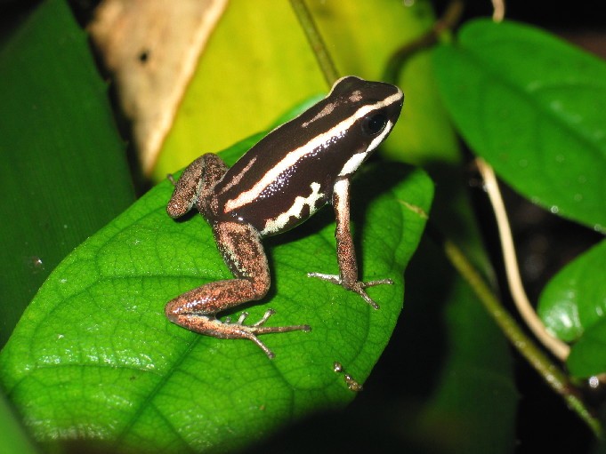 Phyllobates Lugubris 