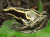 Ranitomeya variabilis