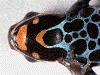 Ranitomeya ventrimaculata