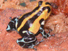 Ranitomeya sirensis